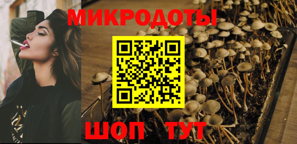 Псилоцибиновые грибы Psilocybine cubensis Холмск